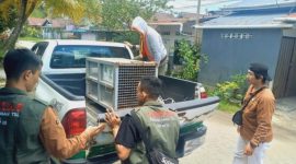 Tim Balai Konservasi Sumber Daya Alam (BKSDA) bersama pihak Kelurahan Roban melakukan evakuasi kera