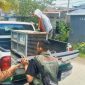 Tim Balai Konservasi Sumber Daya Alam (BKSDA) bersama pihak Kelurahan Roban melakukan evakuasi kera