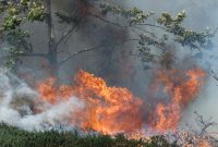 Dua Wilayah Kalbar Tetapkan Status Darurat Asap, Karhutla Makin Mengancam - foto ilustrasi