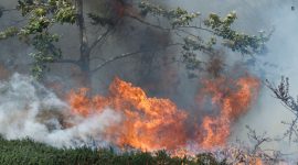Dua Wilayah Kalbar Tetapkan Status Darurat Asap, Karhutla Makin Mengancam - foto ilustrasi