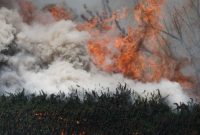 Karhutla Ketapang:  Korban Tewas Ternyata Pembakar Lahan - foto ilustrasi