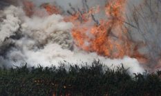 Karhutla Ketapang:  Korban Tewas Ternyata Pembakar Lahan