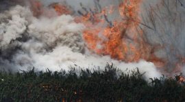 Karhutla Ketapang:  Korban Tewas Ternyata Pembakar Lahan - foto ilustrasi