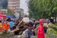 Sejumlah saksi mata menuturkan, pohon berukuran besar tiba-tiba ambruk melintang di tengah jalan. Beberapa pengendara yang berada tepat di dekatnya bergegas menghindar. - foto Istimewa