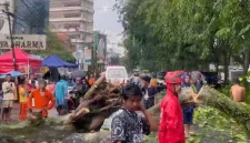 Sejumlah saksi mata menuturkan, pohon berukuran besar tiba-tiba ambruk melintang di tengah jalan. Beberapa pengendara yang berada tepat di dekatnya bergegas menghindar. - foto Istimewa