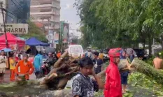 Pohon Besar Roboh di Jalan HOS Cokroaminoto, Edi Kamtono Turun Tangan