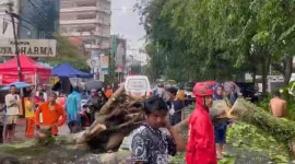 Sejumlah saksi mata menuturkan, pohon berukuran besar tiba-tiba ambruk melintang di tengah jalan. Beberapa pengendara yang berada tepat di dekatnya bergegas menghindar. - foto Istimewa