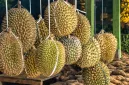 Ratusan koli durian tanpa izin resmi dilaporkan masuk ke pasar Indonesia setiap hari melalui jalur Batam, Riau, dan Jakarta. - foto Ilustrasi