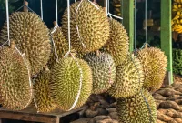 Ratusan koli durian tanpa izin resmi dilaporkan masuk ke pasar Indonesia setiap hari melalui jalur Batam, Riau, dan Jakarta. - foto Ilustrasi