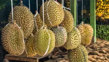 Ratusan koli durian tanpa izin resmi dilaporkan masuk ke pasar Indonesia setiap hari melalui jalur Batam, Riau, dan Jakarta. - foto Ilustrasi