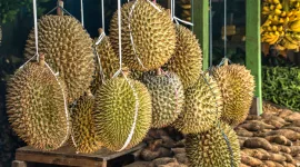 Ratusan koli durian tanpa izin resmi dilaporkan masuk ke pasar Indonesia setiap hari melalui jalur Batam, Riau, dan Jakarta. - foto Ilustrasi