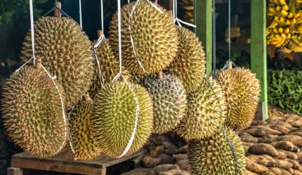 Peredaran Durian Ilegal Malaysia