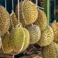 Ratusan koli durian tanpa izin resmi dilaporkan masuk ke pasar Indonesia setiap hari melalui jalur Batam, Riau, dan Jakarta. - foto Ilustrasi