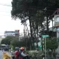 Pemangkasan pohon di sekitar area tugu sudah dimulai untuk membuka pandangan dan mempercantik kawasan. - foto Prokopim Pontianak