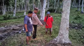 Warga Desa Padang Tikar, Kecamatan Batu Ampar, Kabupaten Kubu Raya, digemparkan oleh penemuan seorang bayi laki-laki yang masih hidup di area perkebunan kelapa, Rabu (1/10/2025) sore. - foto TBNews Polres Kubu Raya
