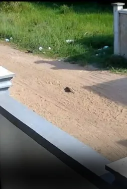 CCTV Bongkar Aksi ART di Ketapang Curi Rp 5 Juta Dari Majikan